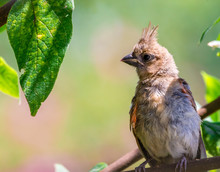 A Young Female Northern Cardinal