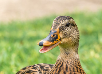 Duck