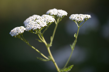 Wall Mural - White flowers background - flower euphorbia, close up view