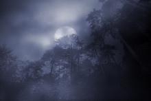 Woods In A Foggy Full Moon Night