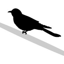 Cuckoo Bird  Black Silhouette Animal