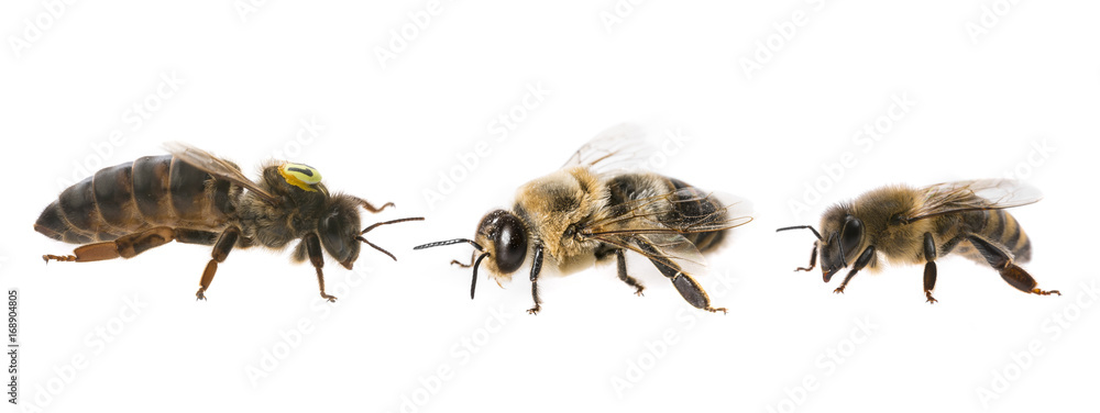 bee queen mother and drone and bee worker - three types of bee (apis mellifera) - obrazy, fototapety, plakaty 