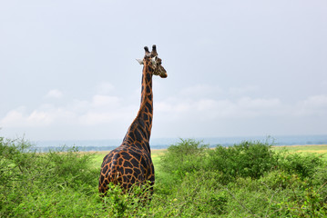 Wall Mural - the giraffe in savanna. uganda, africa