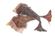 picture of two fresh monkfish tails in front white background