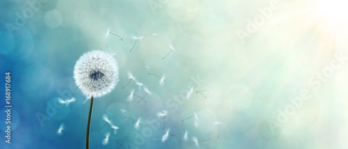 Fotografija  Schöne Pusteblume