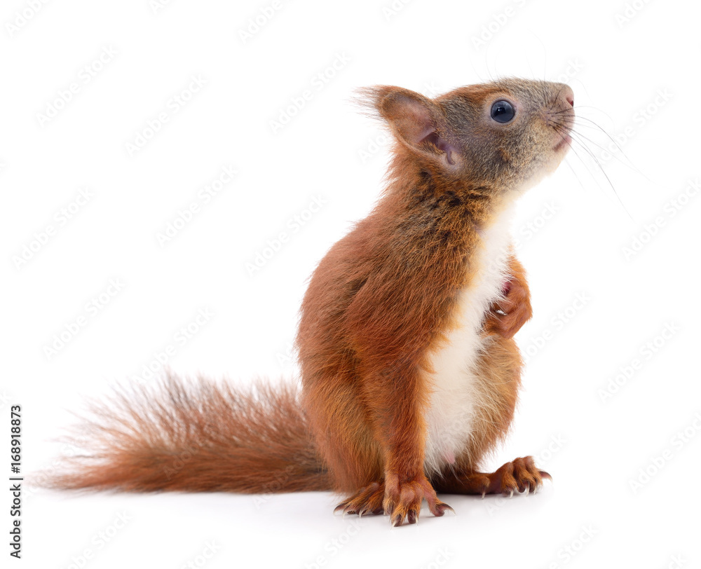 Eurasian red squirrel. - obrazy, fototapety, plakaty 