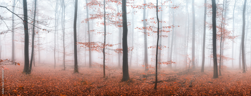 Herbstwald Panorama im Nebel - obrazy, fototapety, plakaty 