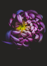 Studio Shot Of Chrysanthemum