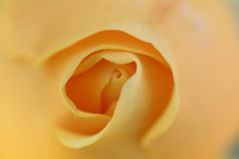 Sweeping Center Of A Yellow Rose