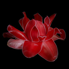 Wall Mural - Red Etlingera elatior isolated on black background.