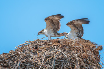 Osprey Pair