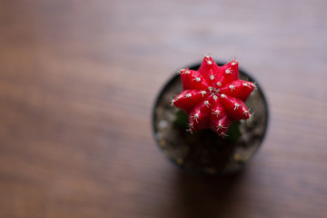 top viewed picture of cactus on wood floor