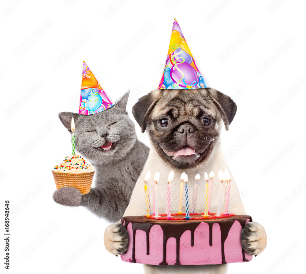 Funny puppy and kitten in party hats holding cupcake and birthday cake ...