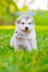 Poster - Alaskan malamute puppy and kitten sitting together on green grass