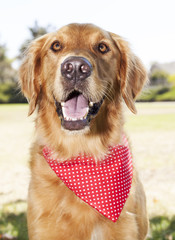 Golden Retreiver portrait