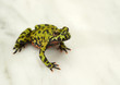 Fire-bellied toad on white.