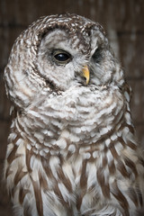 Aufkleber - A close vertical upright up three quarter length portrait on a barred owl looking slightly to the right