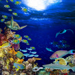 colorful wide underwater coral reef square banner background with many fishes turtle and marine life / Unterwasser Korallenriff Hintergrund quadratisch