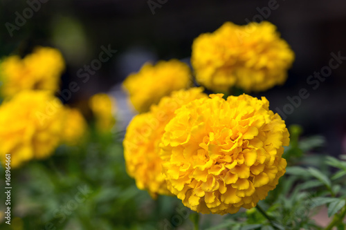 Plakat Żółty kwiat nagietka (Tagetes erecta, nagietek meksykański, nagietek aztecki, nagietek afrykański) Tagetes erecta kwiat w ogrodzie