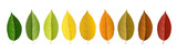 Fototapeta Tulipany - Autumn leaf set arranged in color palette in row, isolated on white, for autumn design and decoration. Realistic vector illustration.