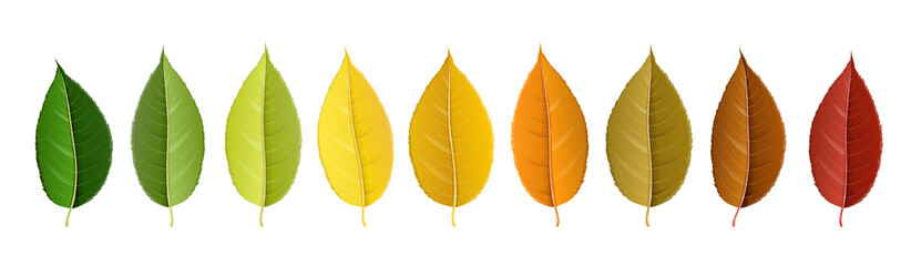 autumn leaf set arranged in color palette in row, isolated on white, for autumn design and decoratio