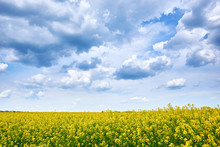 Rapeseed Yellow Flower Field In Spring Season, Beautiful Landscape