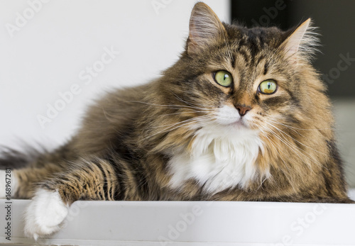  Obraz koty   kot-rasowy-lezacy-w-domu-kotka-syberyjska-futrzana
