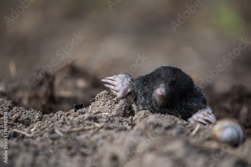 A curious mole sticking his nose out in the light in garden Poster