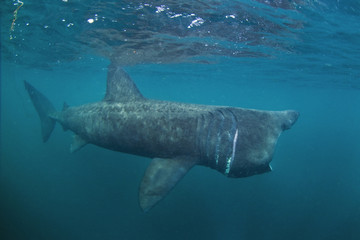 Wall Mural - basking shark, cetorhinus maximus, Coll island, Scotland