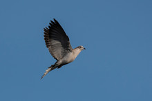 Eurasian Collared Dove, Eurasian Collared-dove,  Pigeons, Streptopelia Decaocto