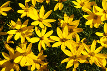Coreopsis Zagreb Or Threadleaf Coreopsis Or Tickseed Golden Many Yellow Flowers With Green