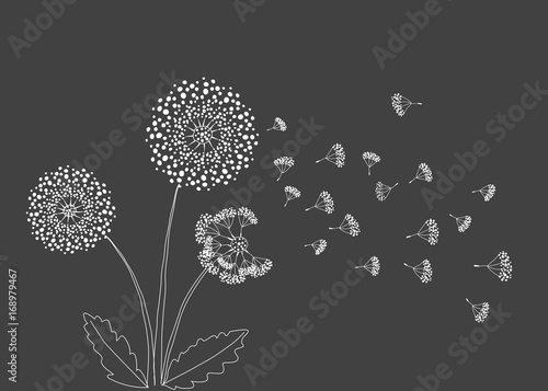 Dandelion with seeds vector illustration gray background.