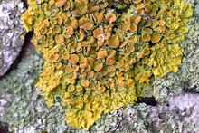 Small And Beautiful Fungus On The Tree, Macro Photography