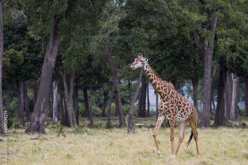 Zdjęcie XXL Żyrafa wędruje po lesie