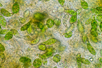 Wall Mural - Euglena is a genus of single-celled flagellate Eukaryotes under microscopic view for education.