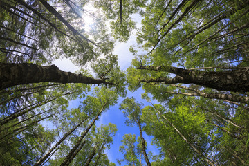 Forest sky view with a fisheye