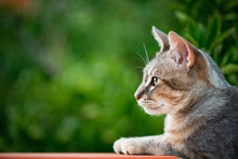 Cat Profile With Green Vegetation Background - Copy Space On The Left