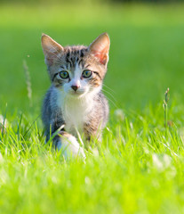 Little striped kitten hiding in the grass