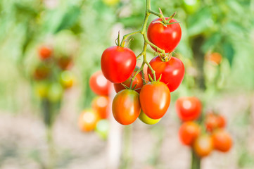 Wall Mural - Red bunches of tomatoes closeup on a background of the garden