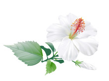Hibiscus.
Hand Drawn Vector Illustration Of A Large White Tropical Flower On Transparent Background.
