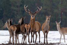 Adult Great Deer (Cervus Elaphus), Dedicated Depth Of Focus, Surrounded By Herd. Noble Red Deer, Standing In Belorussian Forest. Portrait Of Deer Stag,While Looking At You In Winter Time. Belarus