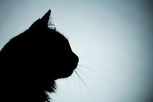 Horizontal Silhouette Of A Head Of A Cat With Whiskers, Profile Of A Pet