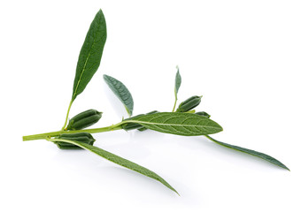 Wall Mural - fresh sesame pods isolated on white background