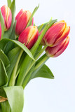 Fototapeta Tulipany - Close Up Red Spring Tulips