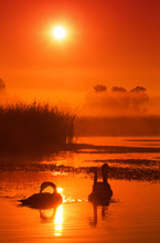 Swans On A Lake Covered With Morning Mist Lit By The Rising Sun