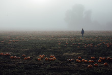 A Field Of Pumpkins On A Dark Misty Morning. A Figure Of A Boy Can Be Seen On One Side Of The Field.