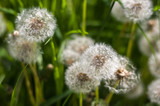 Fototapeta Dmuchawce - White dandelion in green grass. Summer
