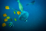 Fototapeta  - Jellyfish