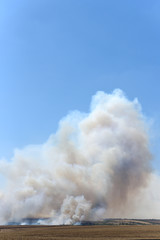 Wall Mural - Big fire in the forest and in the field, thick smoke high in the sky