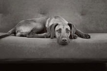 Dog On A Couch, Black And White Image